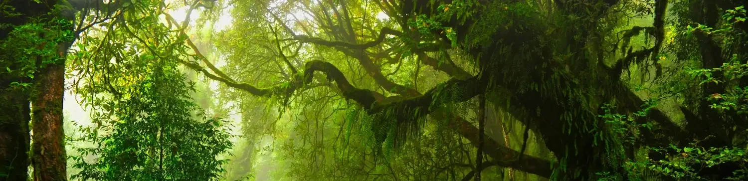 lush, misty rainforest with dense green foliage in sri lanka.