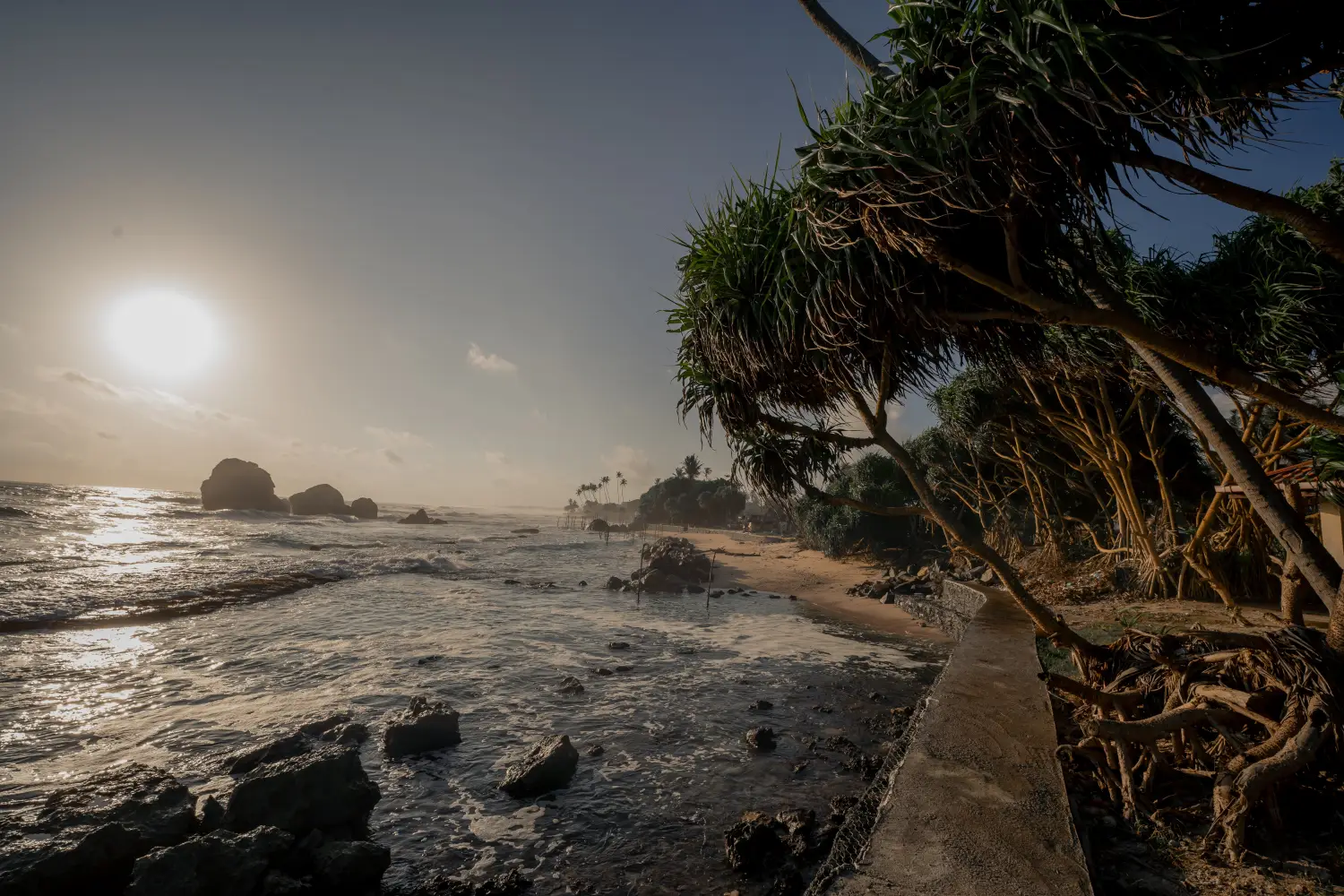 beach at sunset with trees and crashing waves.