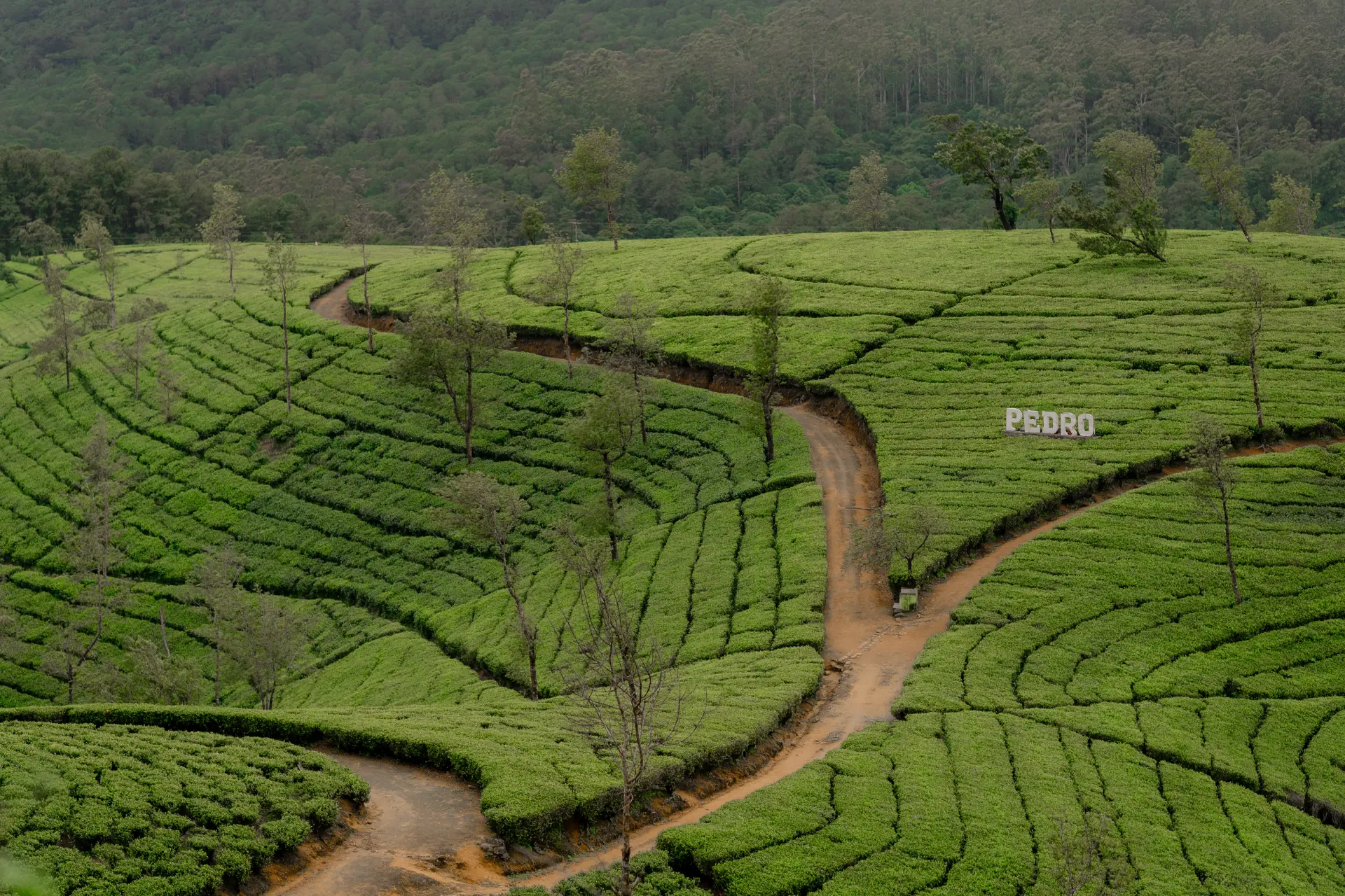 a winding path through the pedro tea estate in nuwara eliya.